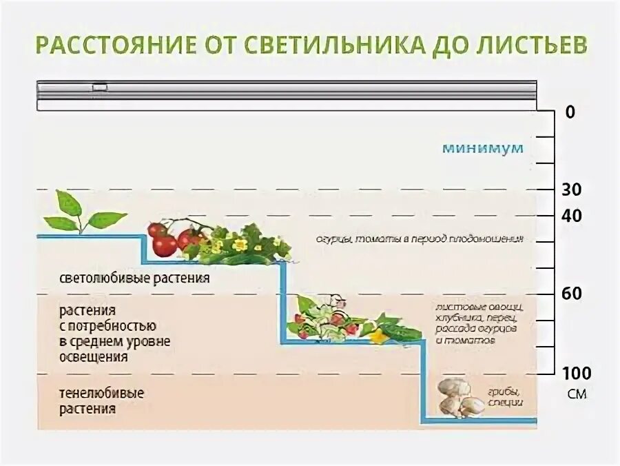 Фитолампа для растений 10вт площадь. Фитолампа е27 блюдце d230 фулл спектр. От фитолампы до растения. Высота лампы для растений. Высота лампы для рассады.