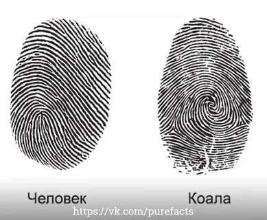 Есть ли отпечаток