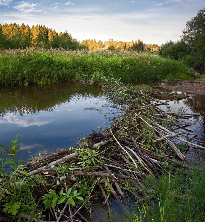 запруда бобров. запруда долиной реки. образованная на речке запруда по диагонали. образованная на речке запруда по диагонали. образованная на речке запруда по диагонали.
