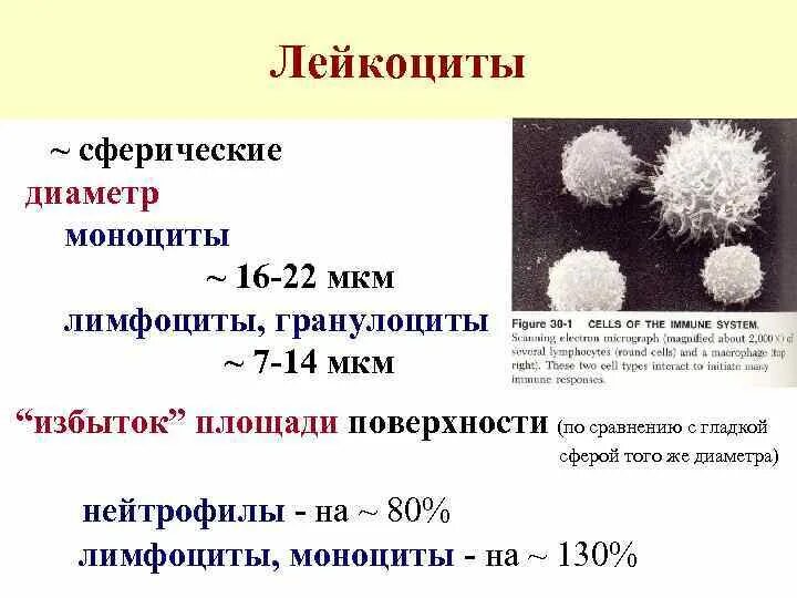 Почему мала лейкоцитов. Диаметр лейкоцитов. Диаметр клетки лейкоцитов. Лейкоциты 9. Лейкоциты 9,9.