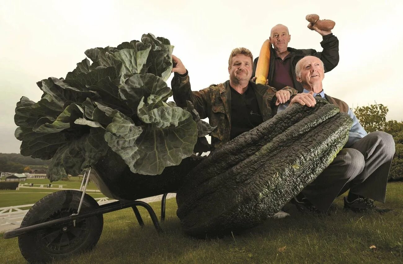 Самый маленький овощ. Огромный кабачок. Овощи гиганты. Гигантский урожай. Самый большой кабачок в мире.
