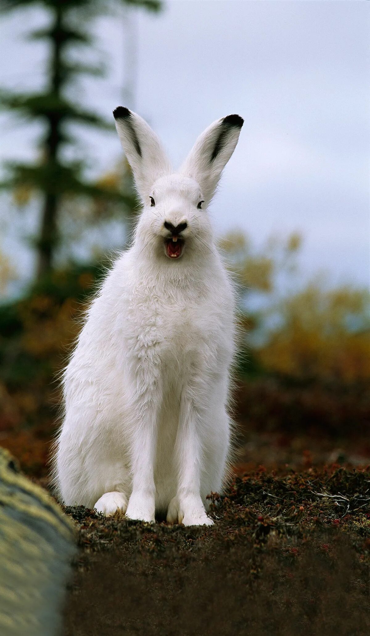 Заяц-беляк lepus timidus. Заяц бел. Заяц беляк. Lepus americanus. Арктический беляк.