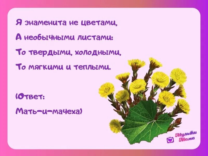 Загадки про цветы для дошкольников. Загадки про цветы. Загадки про цветы для детей. Интересные загадки о цветах. Стихи и загадки о цветах.