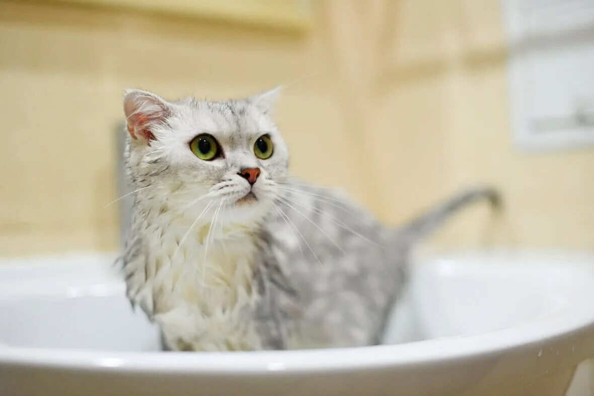 Нужно ли мыть котов. Мокрая кошка. Кошка моется. Котенок купается. Кошка Купае.