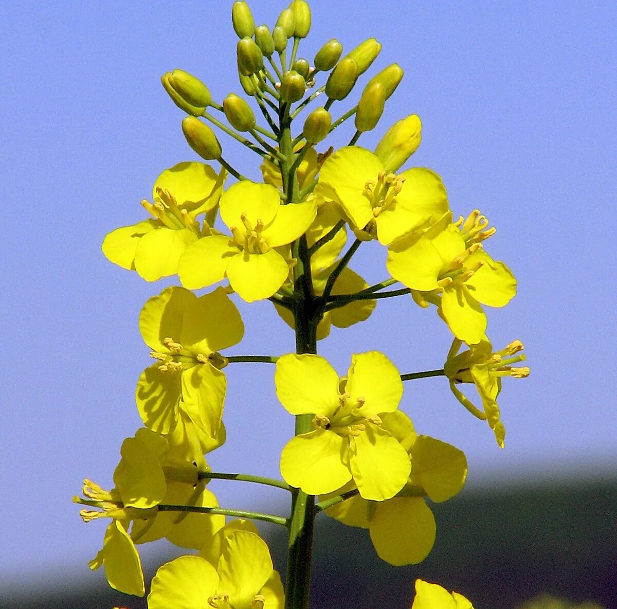 Рыжик посевной. Camelina рыжик. Рыжик крестоцветные. Растение рыжик фото. Camelina рыжик.