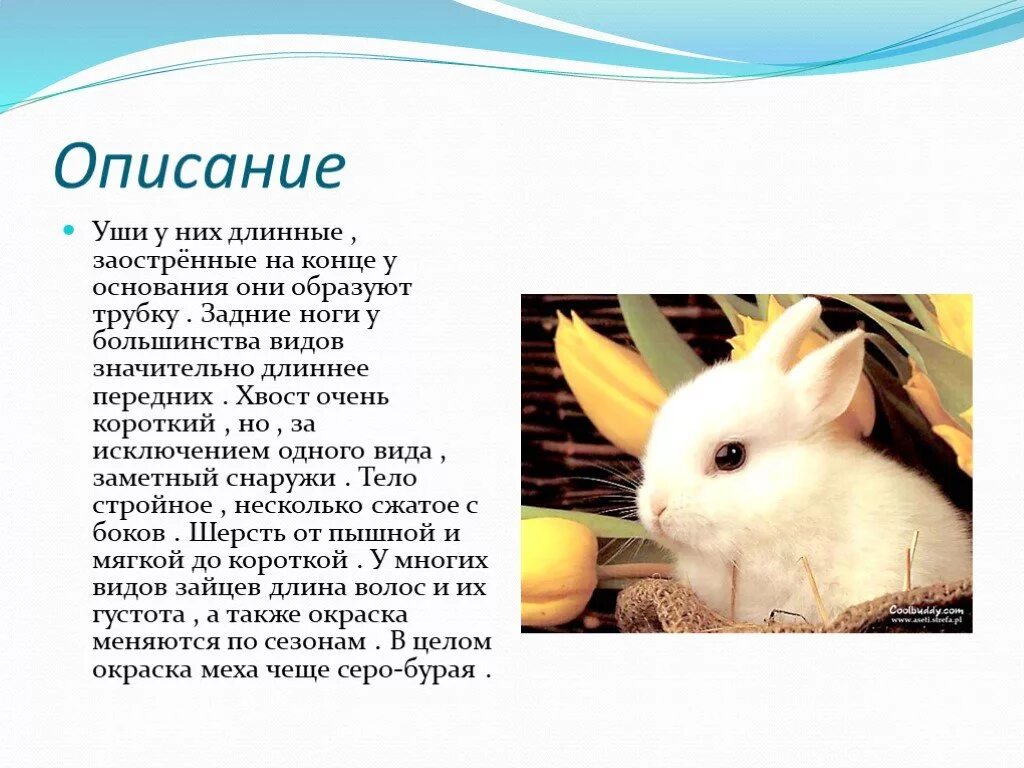Сообщение про зайца. Проект на тему заяц. Заяц для презентации. Презентация на тему заяц. Проект про зайца.