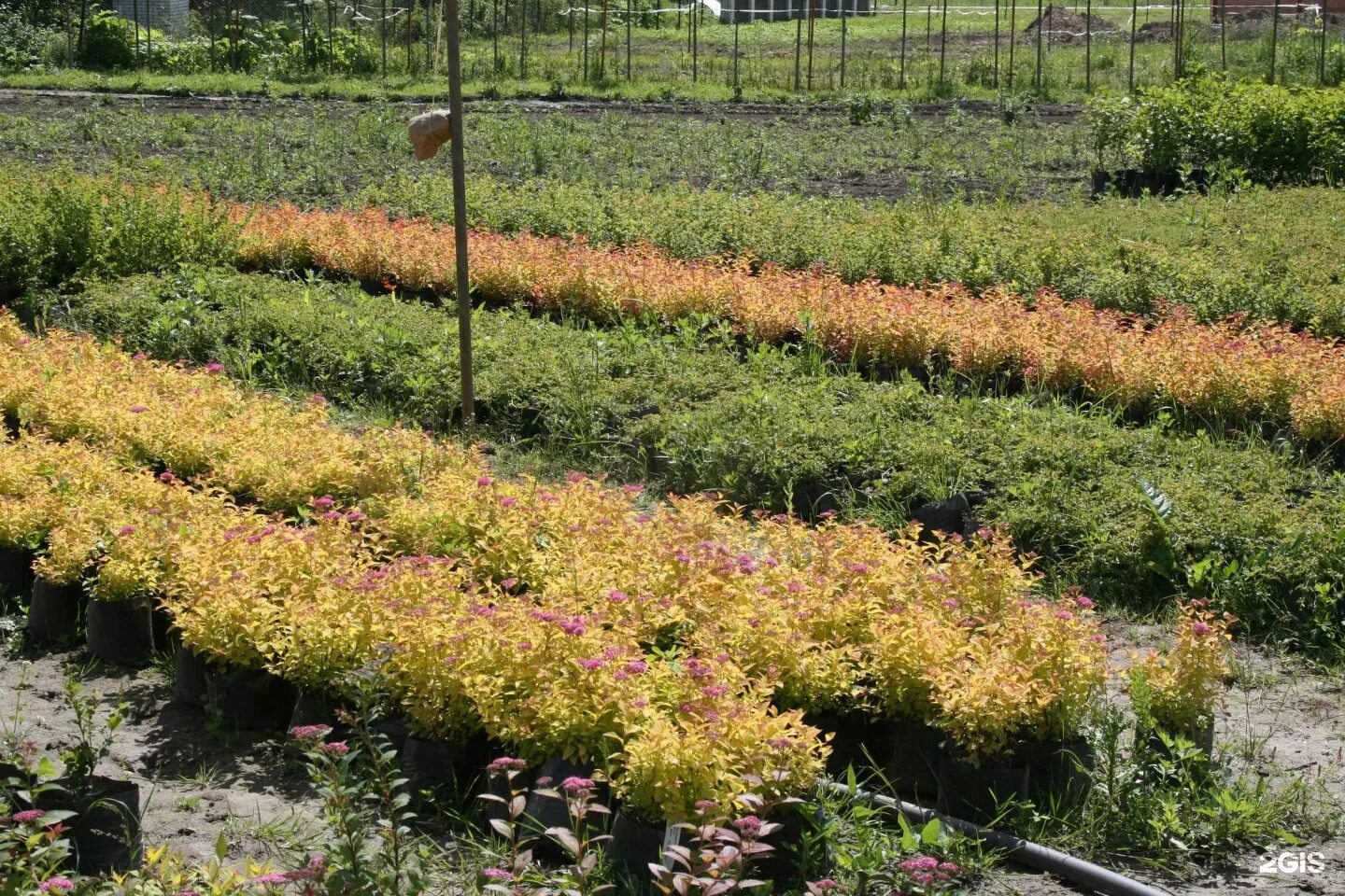 туя красногорск питомник. заокские питомники туи. питомник туи. туя западная смарагд. туя recurva nana.