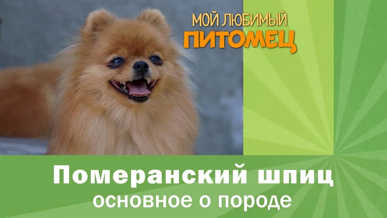 Плюсы шпица. Померанский шпиц минусы. Стандарт породы немецкий померанский шпиц. Мытье шпица померанского. 3 померанский шпиц.