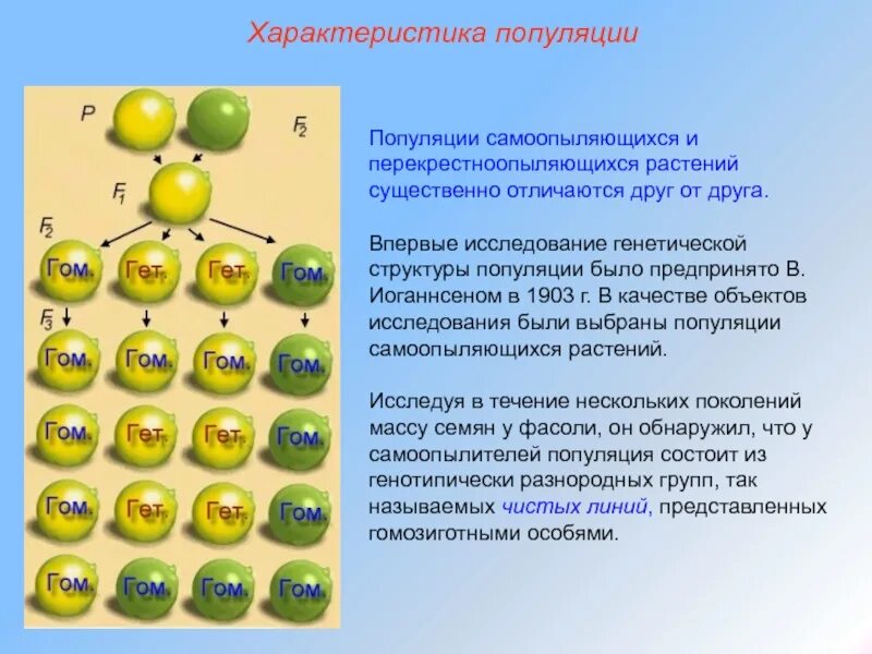 Генетическая структура популяции. Генотипическая структура популяции. Определить генотипическую структуру популяции. Гомозиготной особью можно