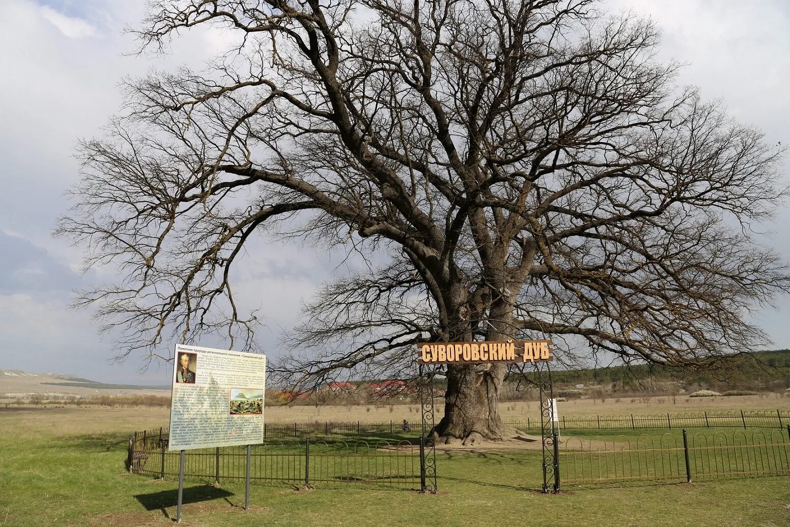 белая скала крым дуб суворова. белогорск дуб суворова. суворовский дуб белогорск крым. памятник природы суворовский дуб крым. суворовский дуб в крыму.