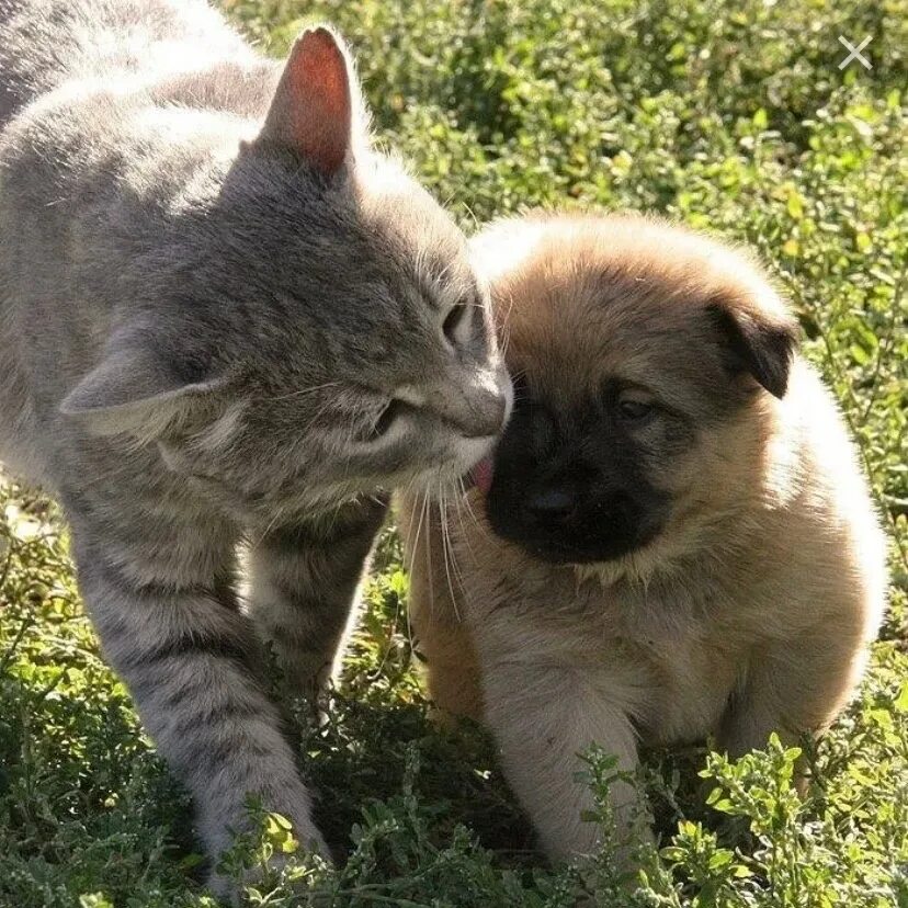 Деревенские животные. Орангутан сурия и собака роско. Кот и собака дружат. Любопытство собаки. Собака нюхает.