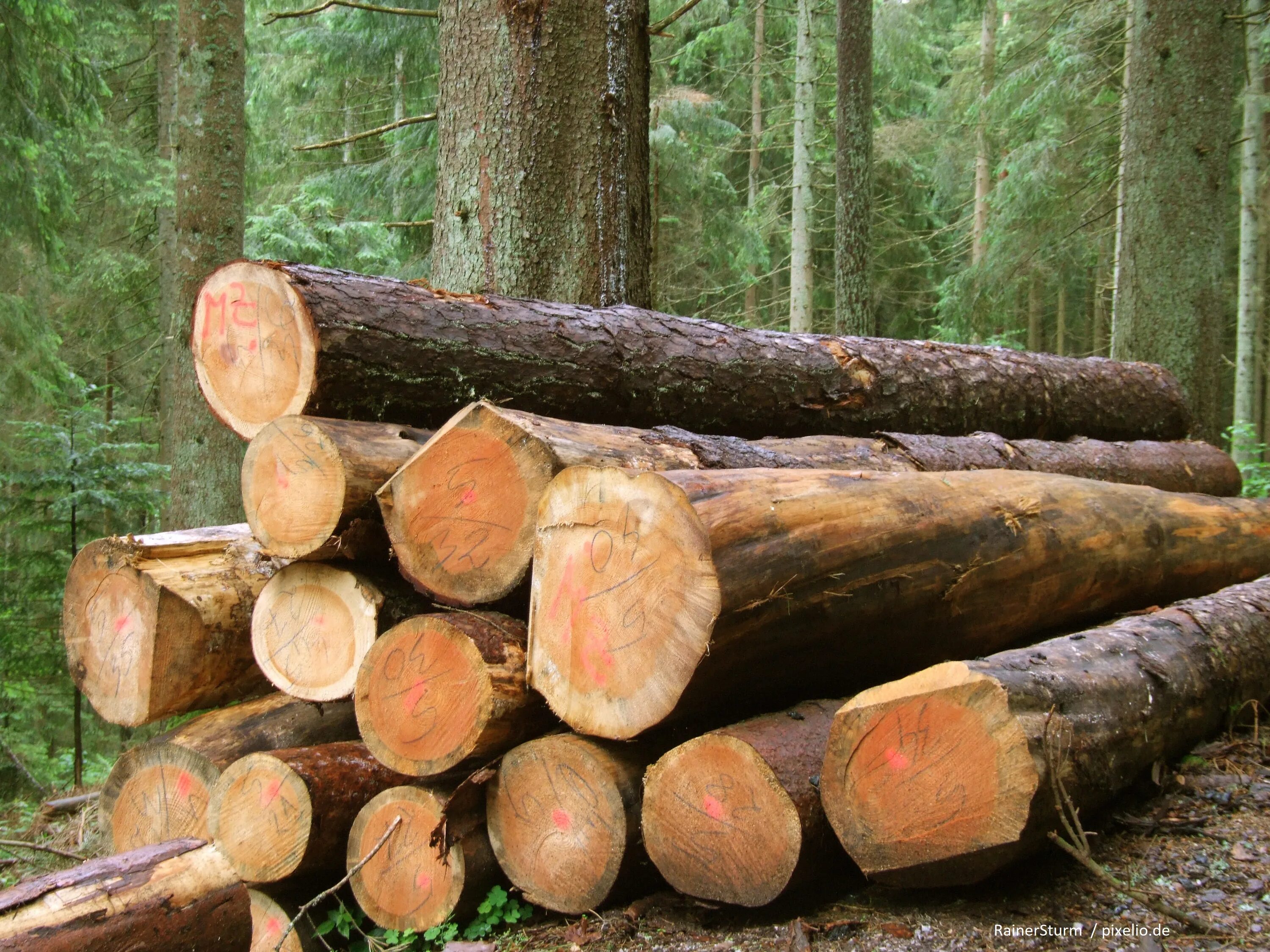 T me buy logs. Круглые лесоматериалы. Бревно дуба. Круглые лесоматериалы бревна полубревна. Пиловочник ель.