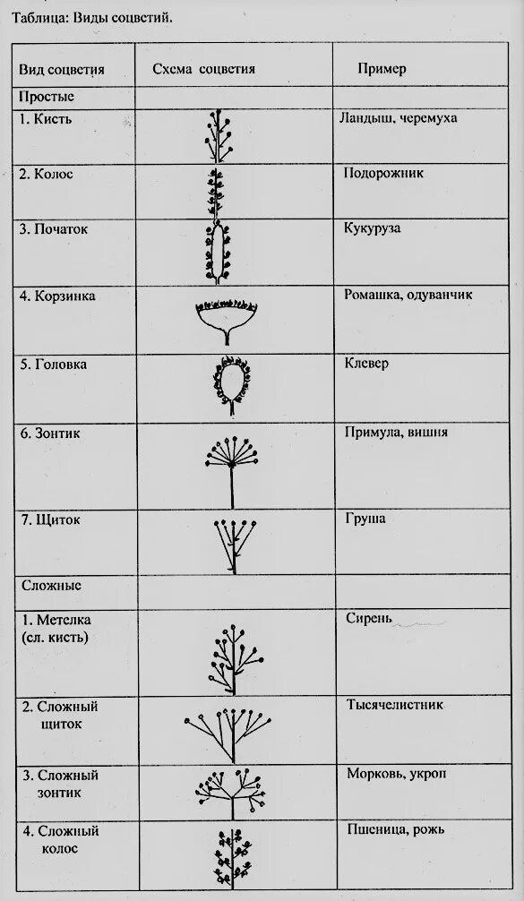 Таблица соцветия биология 6 класс. Типы соцветий покрытосеменных растений. Сложные соцветия биология 6 класс. Таблица типы соцветий 6 класс биология. Виды соцветий и плодов