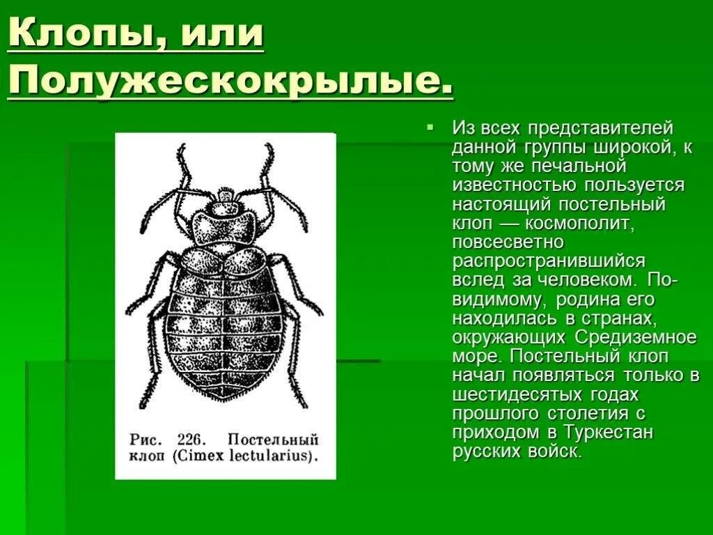 Какой тип характерен для клопа. Клопы полужесткокрылые представители. Отряд клопы общая характеристика. Отряд насекомых полужесткокрылые представители. Тип развития постельного клопа.