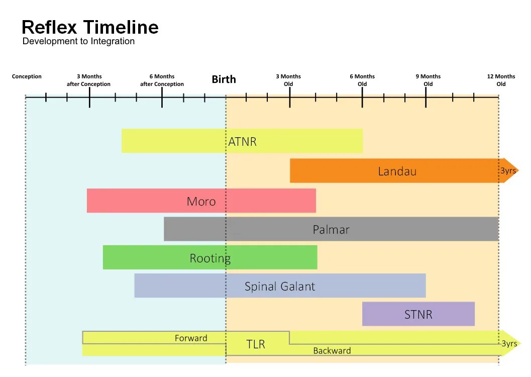 Primitive Reflex. Reflex timeline. Нижний рефлекс Ландау.