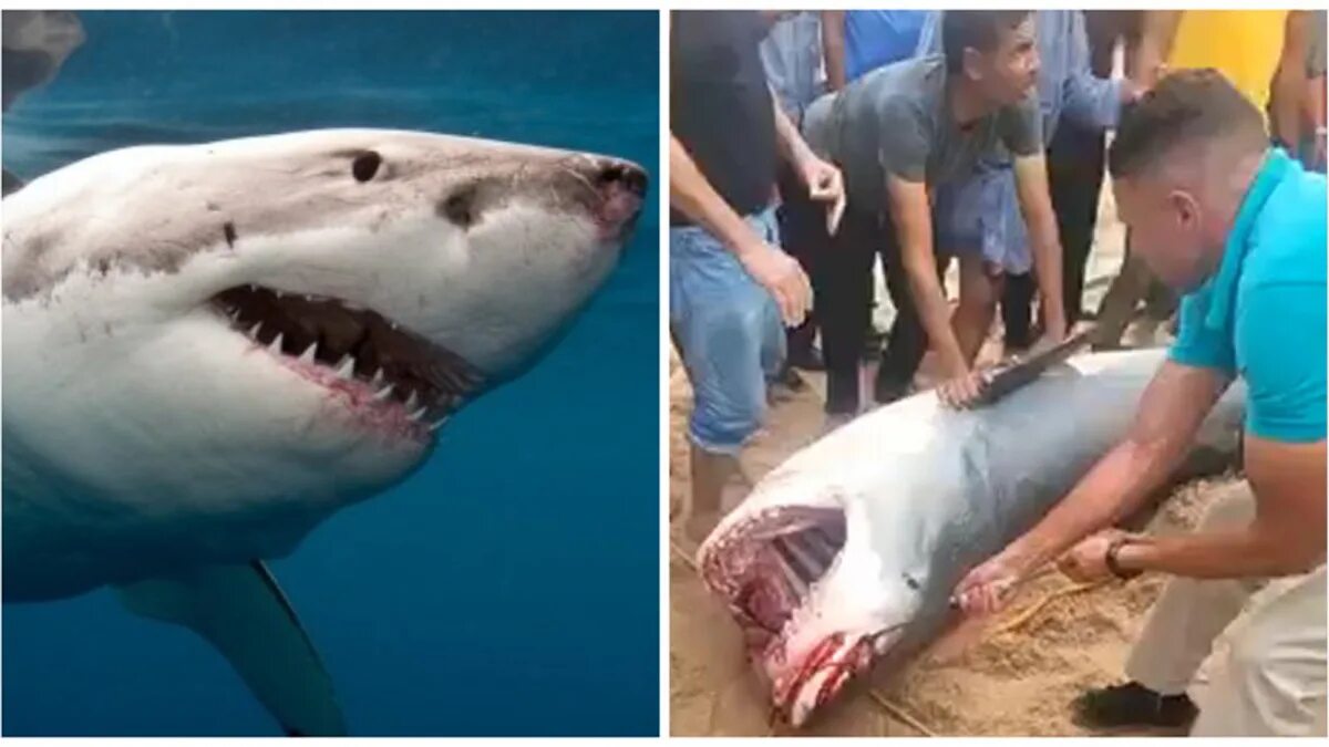 Нападение акул в турции. Гигантская акула.