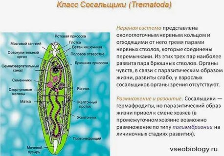 Сосальщики особенности жизни