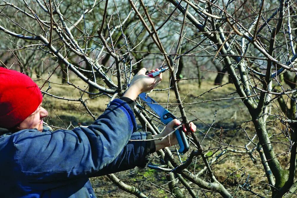 Можно ли обрезать сухие ветки. Весенняя стрижка деревьев. Санитарная обрезка деревьев. Обрезка веток. Обрезанная ветка дерева.