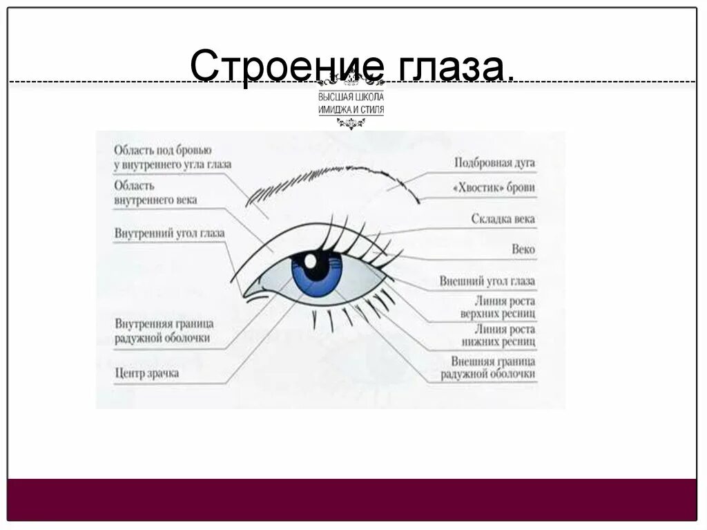 Eye corner. Наружное строение глаза. Внутренний уголок глаза. Внешнее строение глаза. Строение глаза для макияжа.