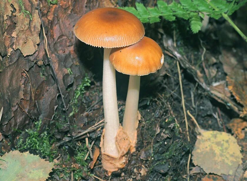 Желтые грибы в березовых посадках. Поплавок шафранный гриб. Amanita fulva гриб. Amanita fulva гриб. Грибы толкачики съедобные.
