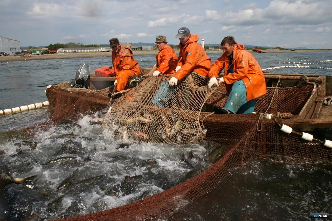 Где добыть рыбу. Рыбопромышленный комплекс Сахалин. Промысел рыбы. Добыча рыбы. Рыбная промышленность Сахалинской области.