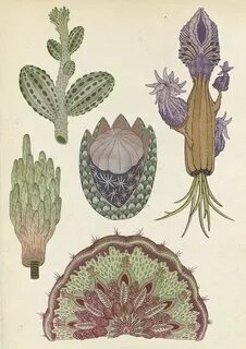 Botany