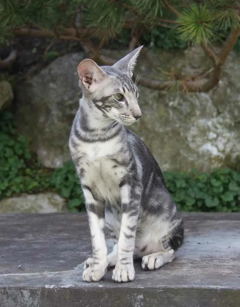 Ориентальная кошка. Ориентальная короткошерстная кошка. Кот Ориентал полосатый. Ориентальная кошка серая. Окрас кошки породы ориентальная