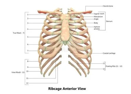 Body of rib