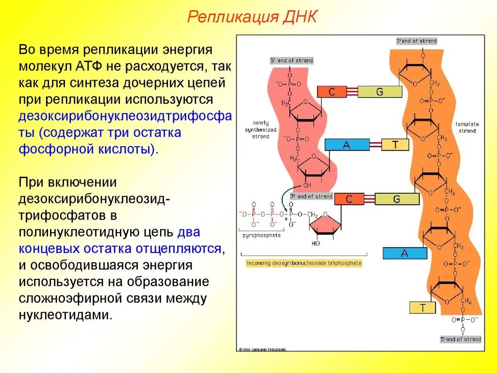 Строение днк азотистые основания. Хим состав днк. Семь днк. Строение молекулы днк кратко. Днк неорганическое вещество.