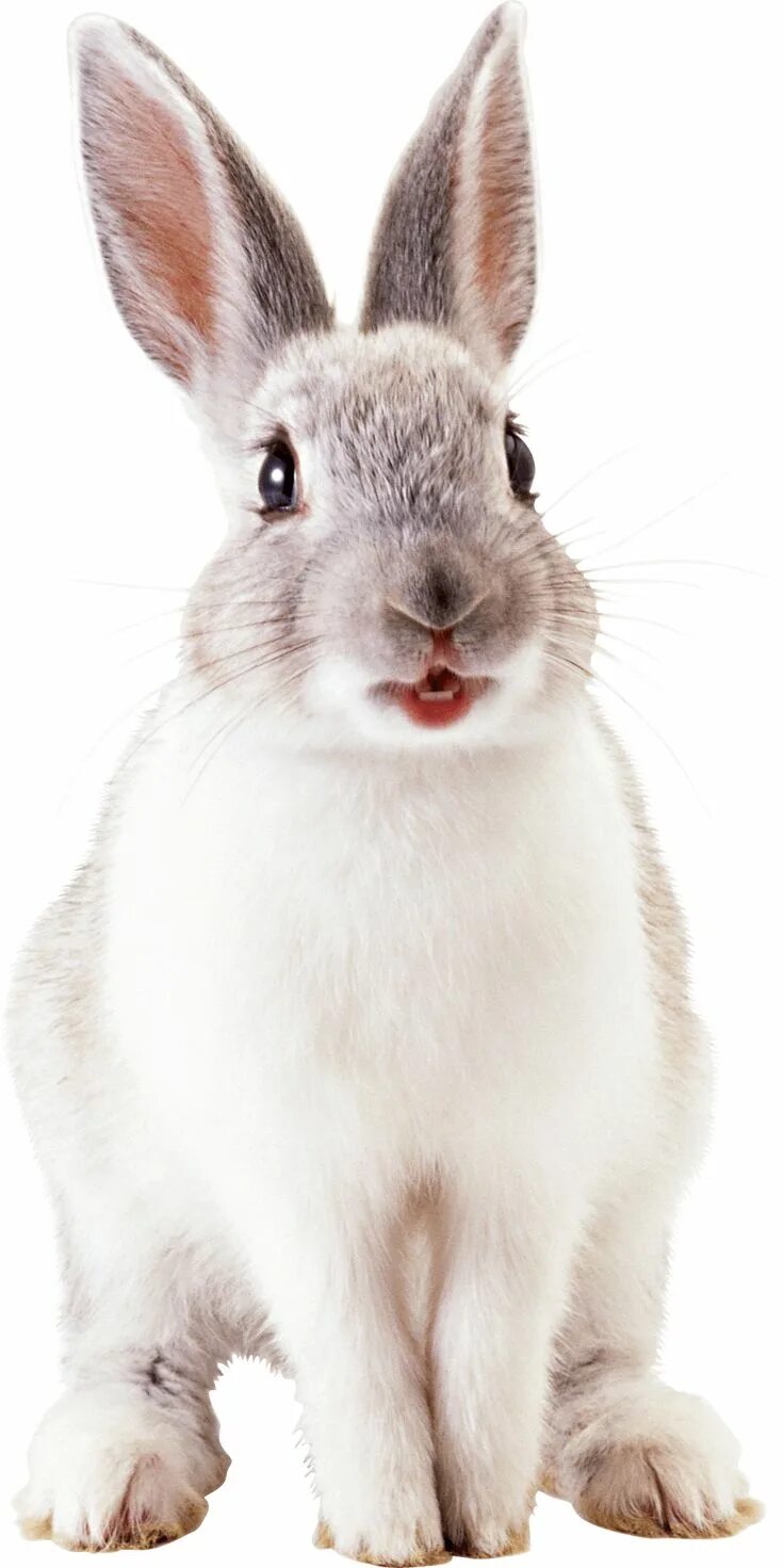 Bunny png