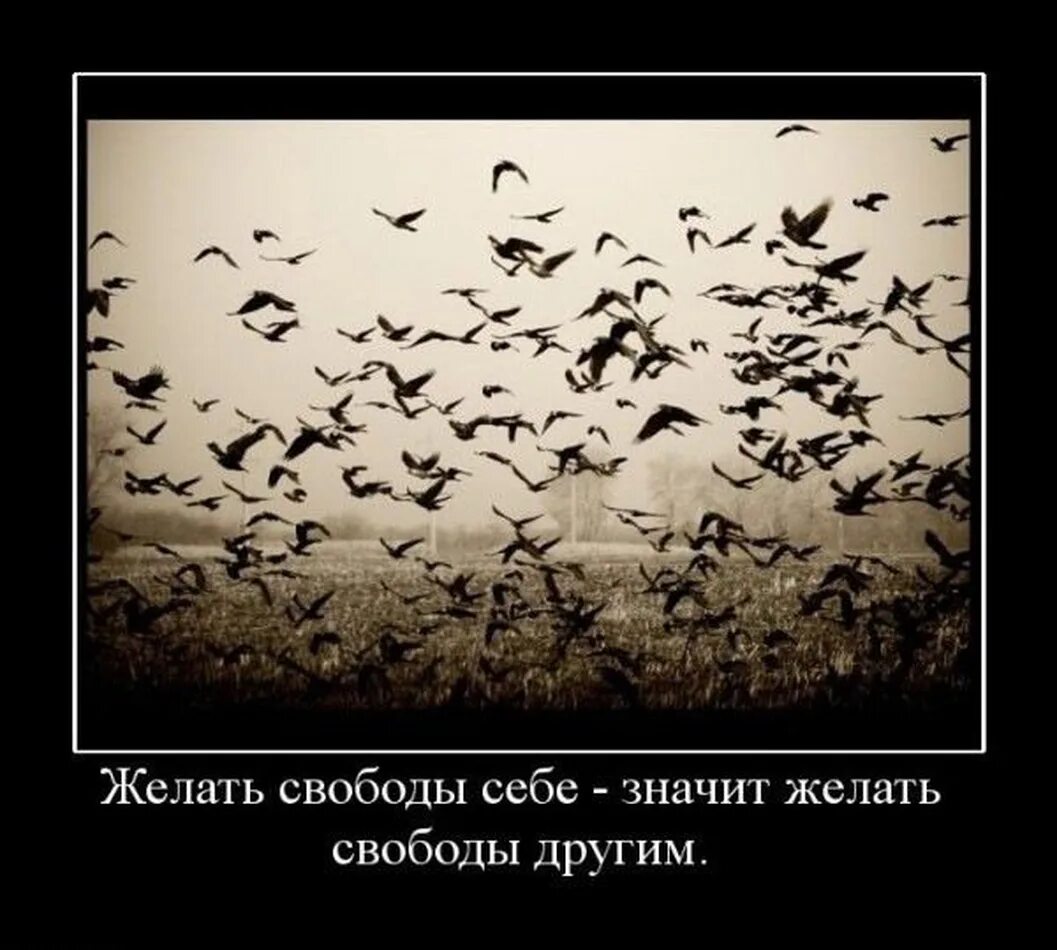 Уважаемый среди своих. Свобода со смыслом. Прикольные фразы про свободу. Свобода демотиваторы. Свобода цитаты.