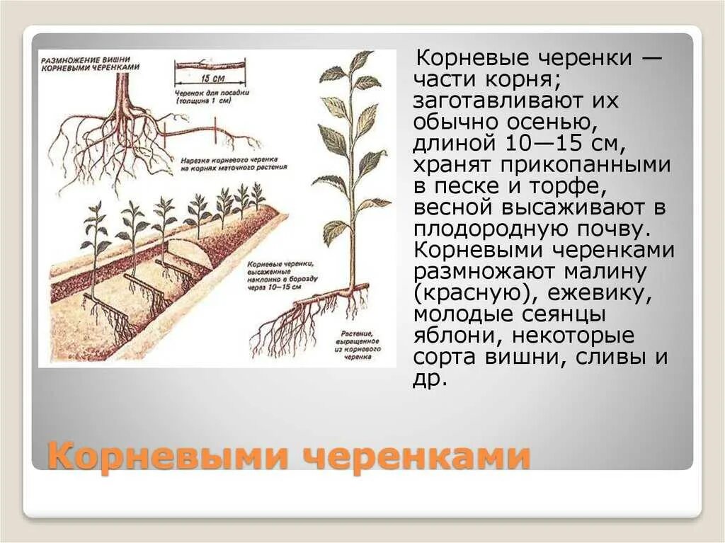 Какие органы можно использовать для черенкования