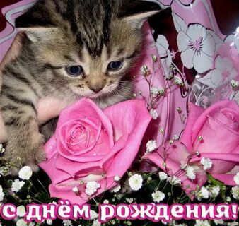 С днем рождения женщине красивые с кошками