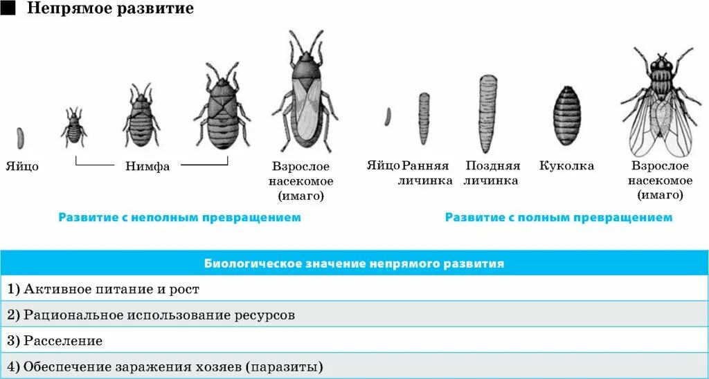 Стадии непрямого развития. Типы развития прямое и Непрямое схема. Непрямое развитие схема. Схема непрямого постэмбрионального развития с неполным превращением. Непрямое развитие с неполным метаморфозом.