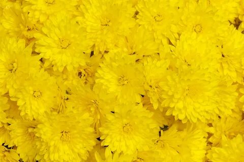 Photos yellow