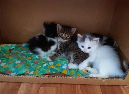 Во сне окотилась кошка к чему снится