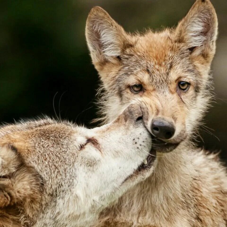 С добрым утром волк. Довольный волк. Волк желает спокойной ночи. Волки пара. С добрым зимним утром.