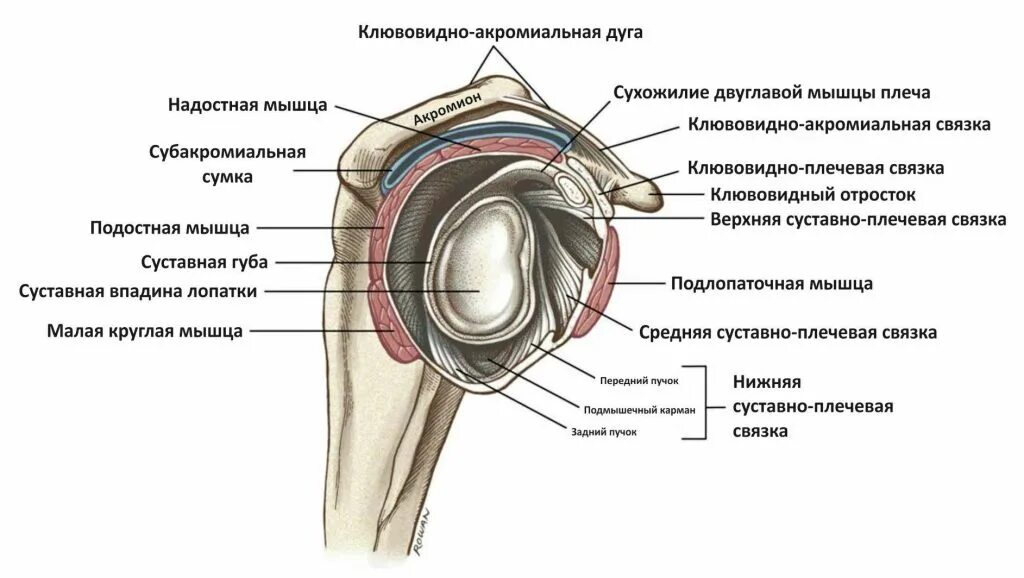 Анатомия плечевого сустава. Сустав анатомия суставная впадина. Суставная губа плечевого сустава анатомия. Плече суставные связки анатомия. Суставная впадина лопатки анатомия.