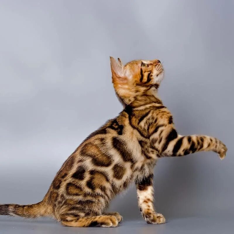 Бенгальская кошка описание породы фото. Бенгальский кот. бенгальская короткошерстная кошка. бенгальская кошка черепахового окраса. бенгальская кошка нечистокровная.