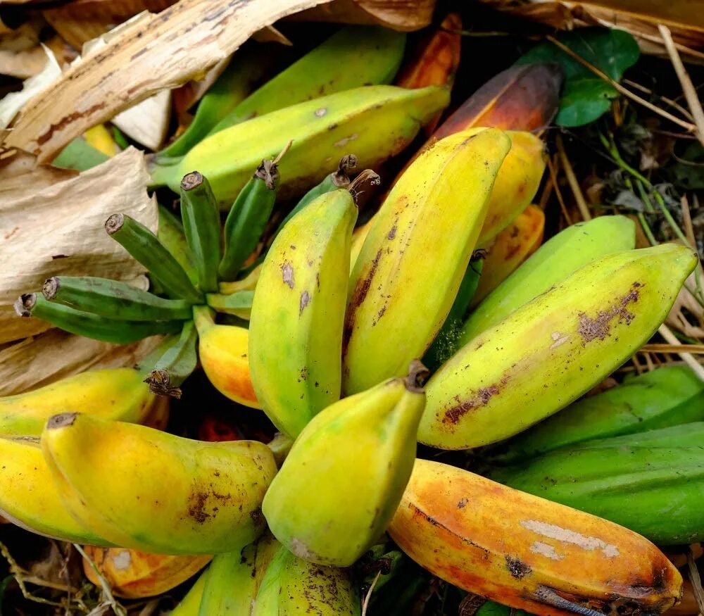 Где купить банан. Musa balbisiana. Банан Бальбиса. Банан Акумината. Бананы на Бали.