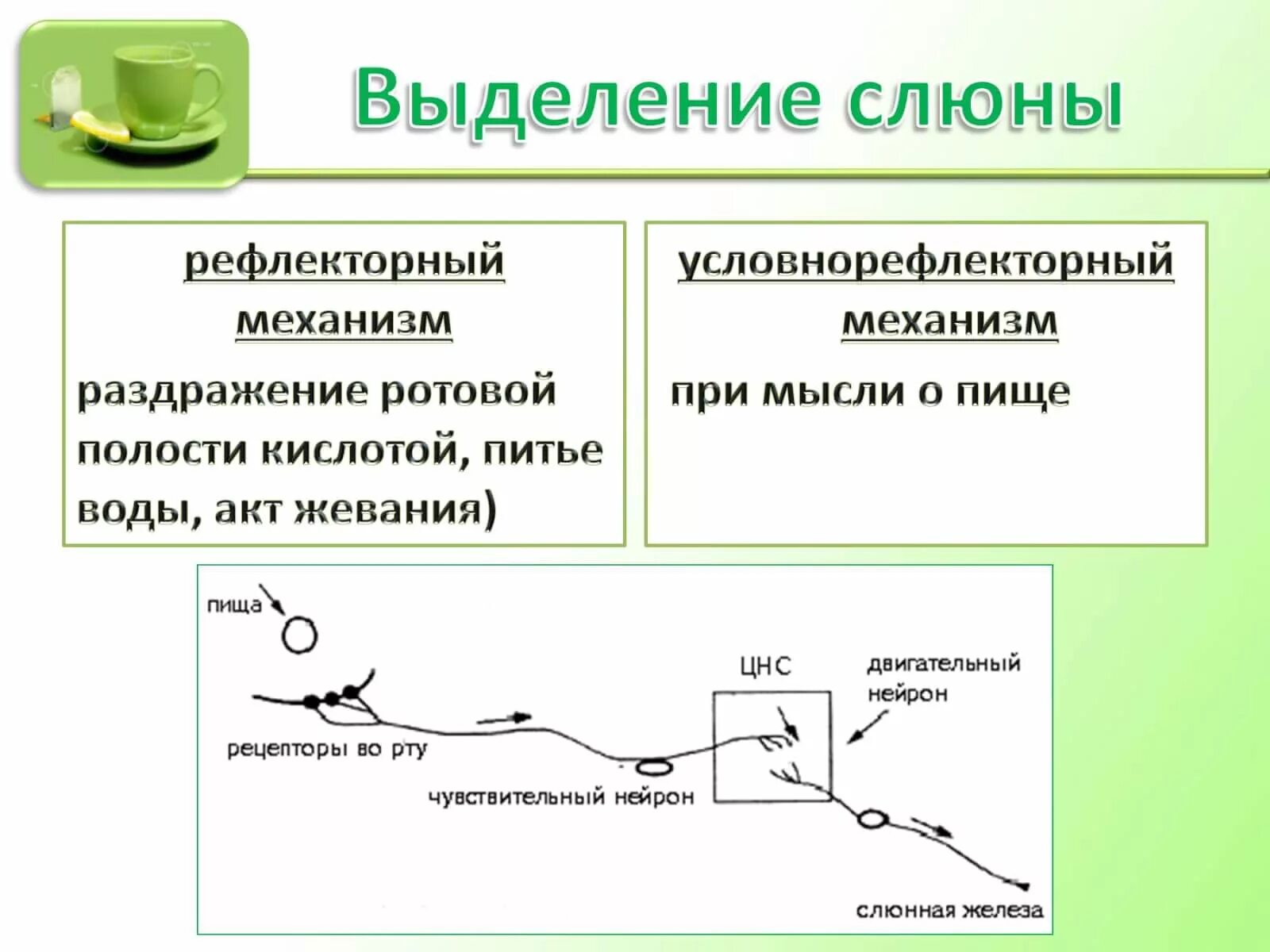 Реакция выделения слюны. Рефлекторная дуга выделения слюны. Механизм выделения слюны. Схема рефлекторного выделения слюны. Механизмы и фазы выделения слюны.