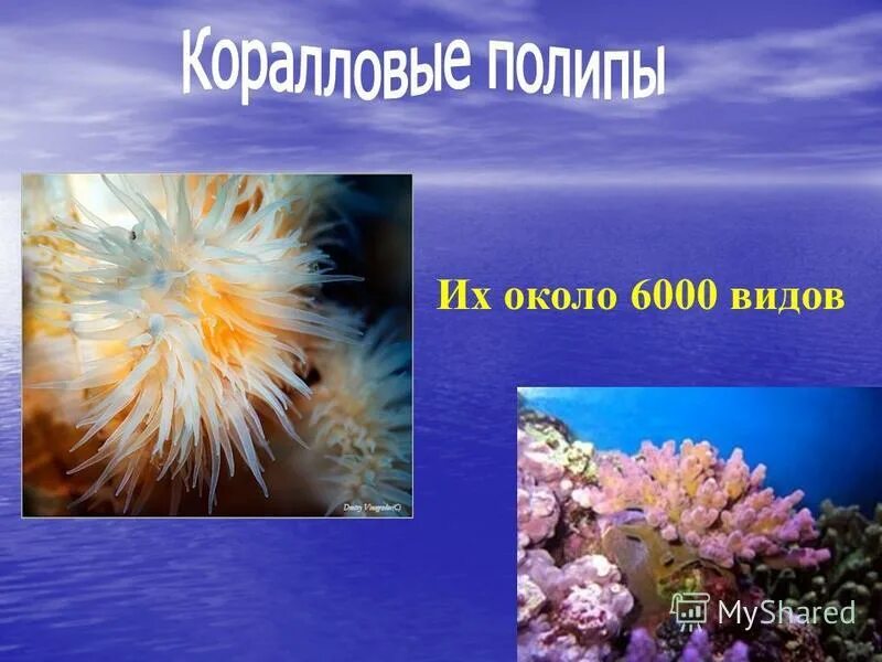 коралловый полип симметрия тела