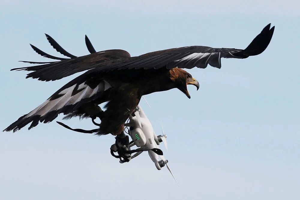 Нападение дрона. Беспилотник в Орле. Квадрокоптер птица. Птицы против дронов. Орлы против дронов.