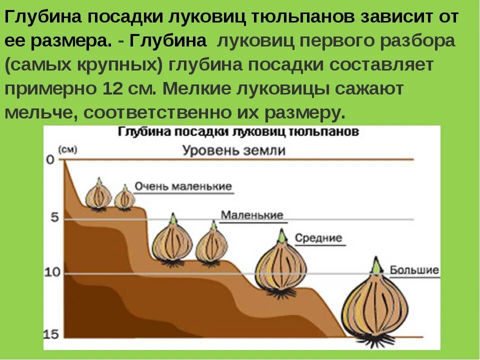 Сколько луковиц в каждом ряду. Посадка тюльпанов глубина посадки. Глубина посадки луковиц тюльпанов. Глубина высадки луковиц тюльпанов. На какую глубину садить луковицы тюльпанов.