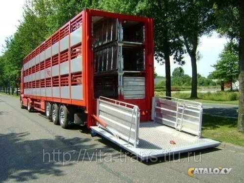 Полуприцеп-скотовоз апс 552400. Грузовик скотовоз. Камаз скотовоз. Полуприцеп-скотовоз апс 552400. Полуприцеп-скотовоз апс 552400.