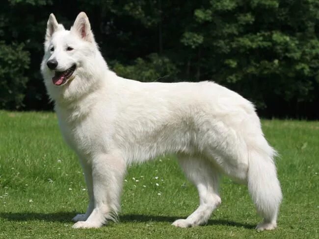 Pastor Alemán blanco White shepherd, German shepherd, Gsd