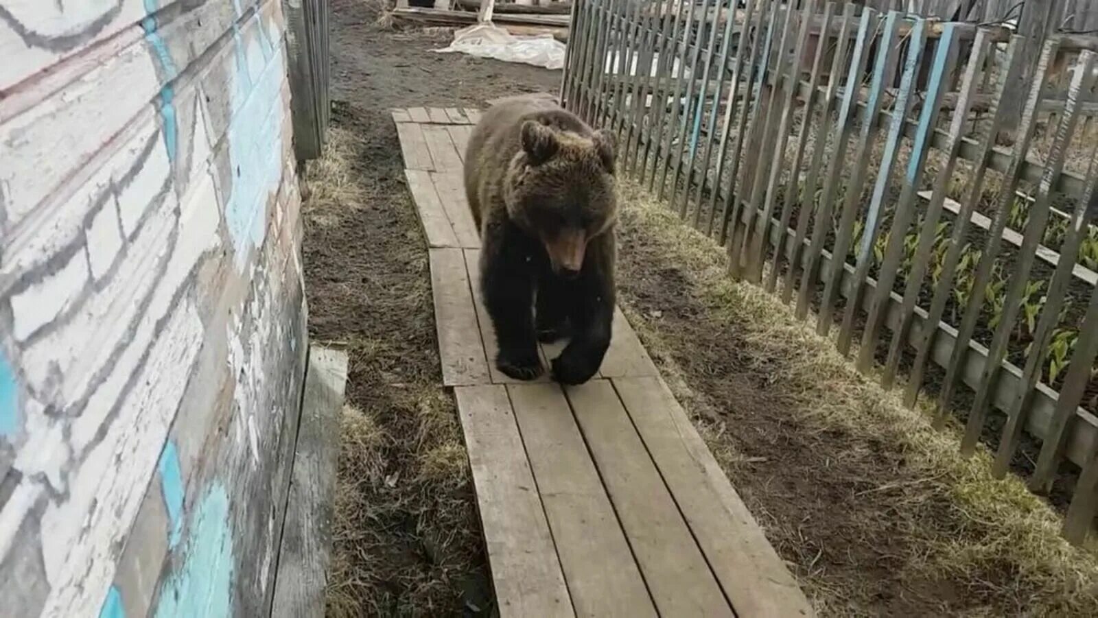Животные белорецка. Медведь в Сарове. Медведь в деревне.