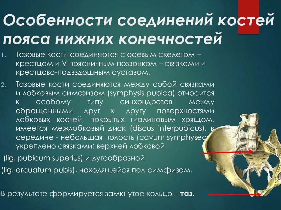 Соединение костей тазового пояса. Соединение костей таза и нижней конечности. Соединение костей пояса нижних конечностей. Тип соединения костей таза. Соединение кости нижней конечности