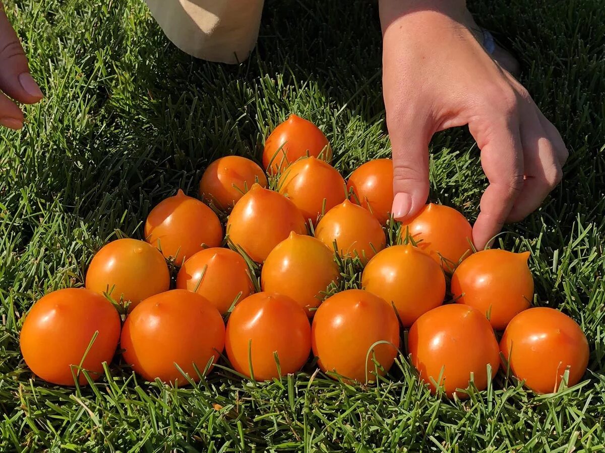 Семена низкорослых помидоров купить. Томат утенок сады России. Сорта томатов утенок. Семена томат утенок. Томат утенок желтый.