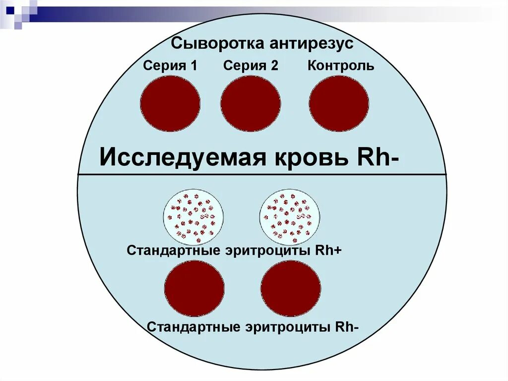 Тест эритроциты. Определение группы крови стандартными эритроцитами. сыворотка антирезус. стандартные эритроциты. определение группы крови сыворотками.